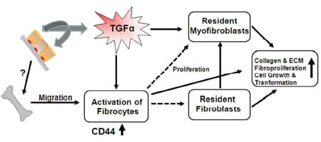 Cellular and Molecular Mechanisms of Pulmonary Fibrosis